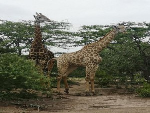  MyTravelution | Nsele Safari Lodge Facilities