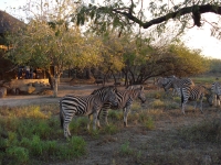  MyTravelution | A Zaganaga Kruger Lodge Food