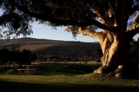  MyTravelution | Blue Gum Country Estate Food