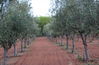  MyTravelution | La Campagna Olive Estate Food