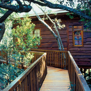  MyTravelution | Moon Shine on Whiskey - Tree Frog Forest Cabin Food