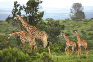  MyTravelution | Kariega Private Game Reserve and Safari Lodge Food
