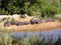  MyTravelution | Hippo Pools Resort Lobby