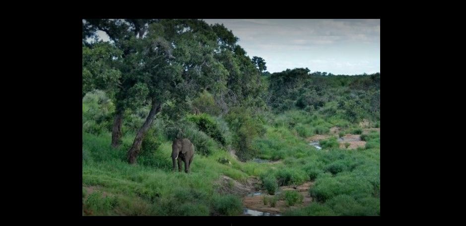 MyTravelution - Tingala Lodge -Bed in the Bush