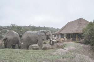  MyTravelution | Barefoot Addo Elephant Lodge Main